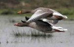 Охота на гуся: стрельба гусей на перелетах
