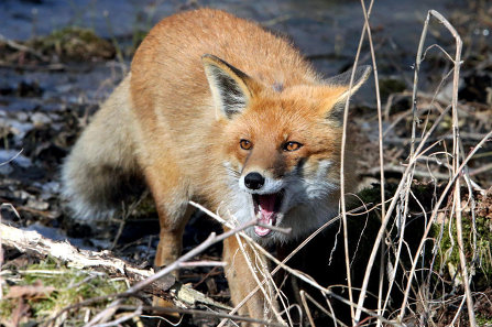 В Чувашии на пять месяцев продлили сроки охоты на лис и волков