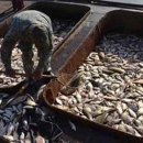 В Астраханской области от гибели спасают рыбный молодняк