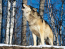 В Тверской области открыта охота на волка