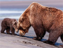 В Кировской области стало значительно больше бурых медведей