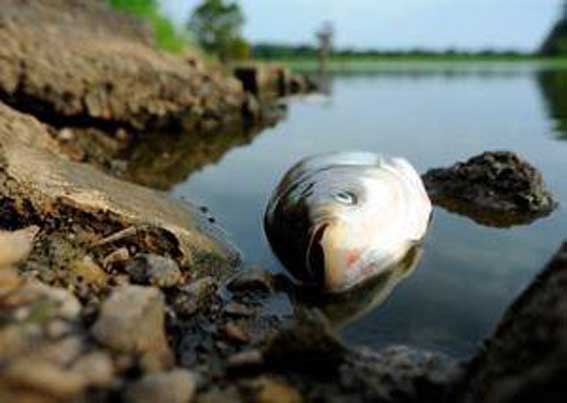 Власти решили не запрещать лов больной рыбы под Мурманском
