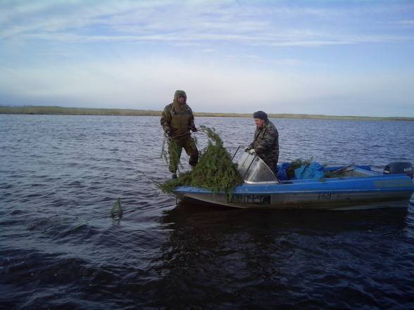 Рыбоводы и ихтиологи Байкалрыбвода установили на озере Байкал более 1500 гнезд искусственных нерестилищ