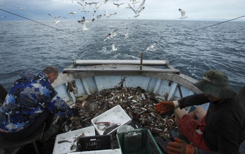 Вылов рыбы в Азово-Черноморском бассейне с начала года упал на 22%