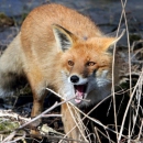В Чувашии на пять месяцев продлили сроки охоты на лис и волков