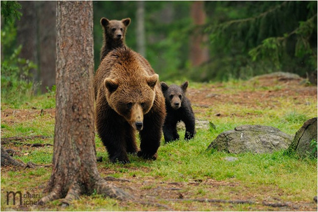 На Сахалине медведица с медвежонком разрушили дачный сарай и съели 16 кроликов