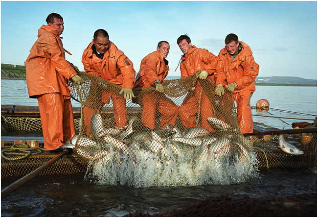С 1 июня промысел лососевых официально открыт на юго-западном Сахалине