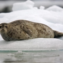 Росрыболовство не будет охотиться на тюленей