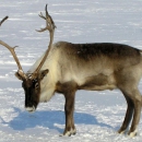 На Ямале вводят пятилетний запрет на охоту на северных оленей
