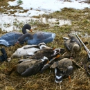 Саратовским охотникам начинают выдавать разрешения на весеннюю охоту