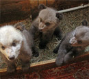 Медвежата-сироты взяты под опеку Миниприроды Омской области