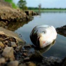 Власти решили не запрещать лов больной рыбы под Мурманском