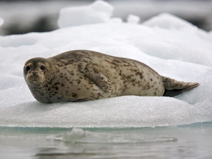 Росрыболовство не будет охотиться на тюленей