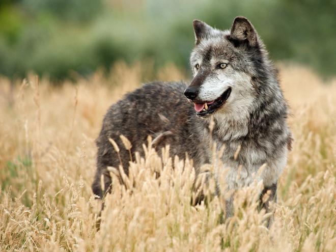 В Забайкалье разрешили отстрел волков и лисиц из-за вспышек бешенства