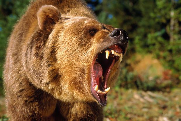 В Японии застрелили медведя-людоеда