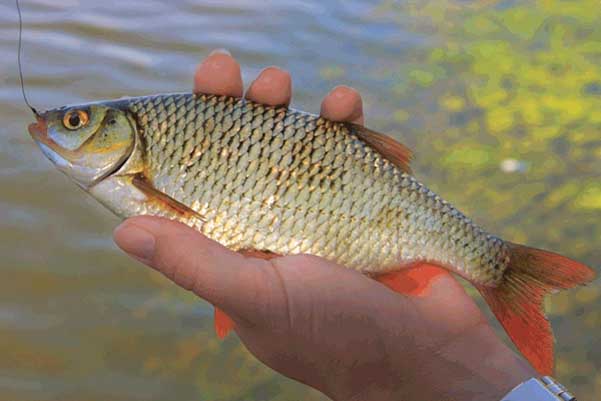 В Удмуртии снят нерестовый запрет на ловлю рыбы