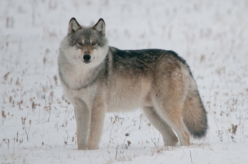 Охотники Свердловской области дали отпор обнаглевшей стае волков