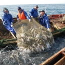 Россия сдает позиции по вылову рыбы